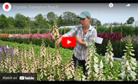 Video Digitalis Dalmation Peach Digitalis Dalmation Peach