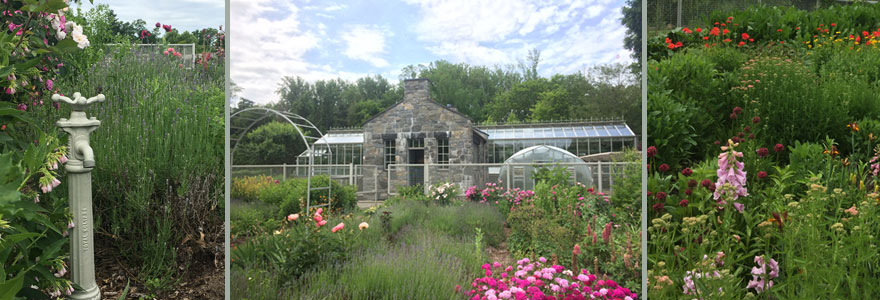 The cut-flower garden is strategically divided into sequentially blooming quadrants.