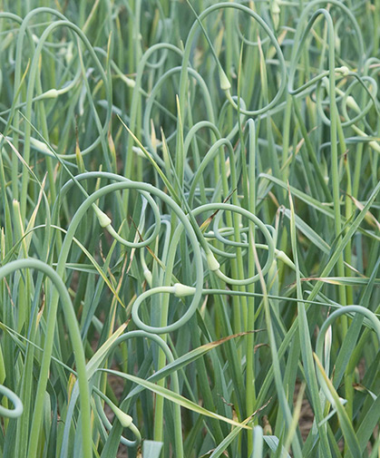 A field of growing garlic, topped by plump lush scapes, ready for harvest or to leave in the field.