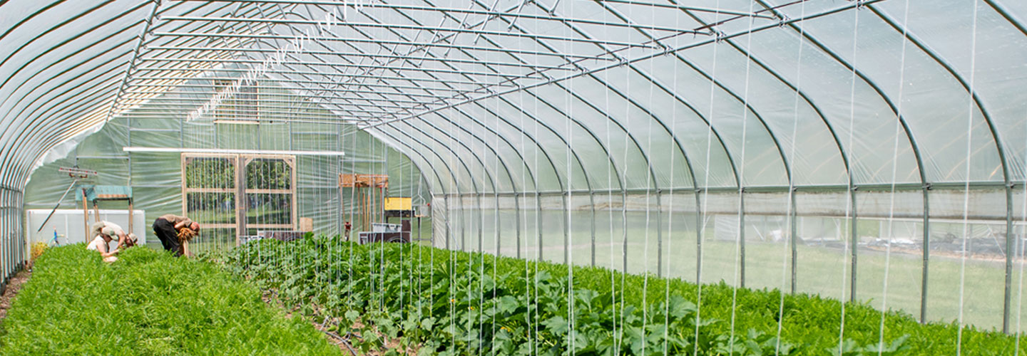 Plants growing inside large greenhouse