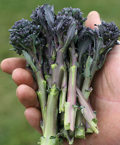 Sprouting broccoli, a biennial crop typically planted in fall and harvested in spring, depending on severity of winters.