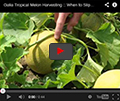 Galia-Type Tropical Melons Galia-Type Tropical Melons