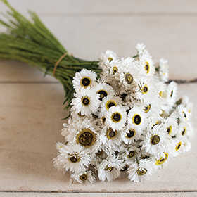 How to Grow Helipterum - Rhodanthe