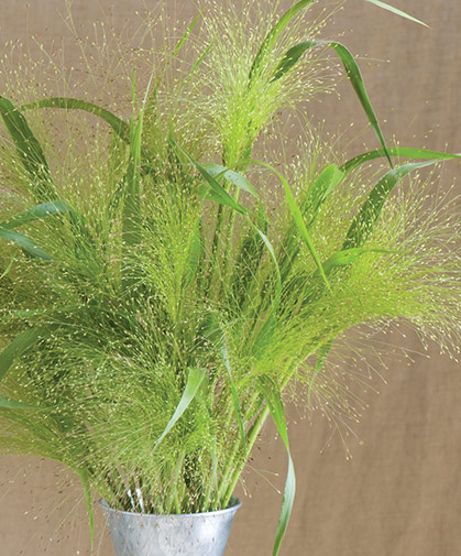 A bouquet of 'Frosted Explosion,' a variety of the ornamental grass, Panicum elegans.