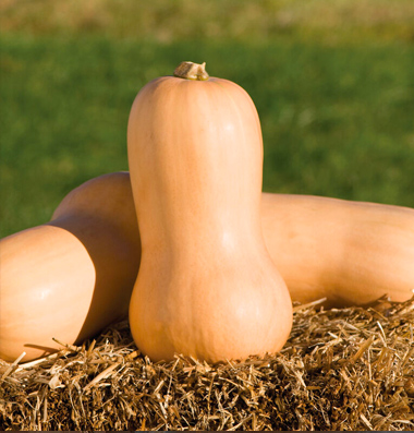 Waltham Butternut Squash