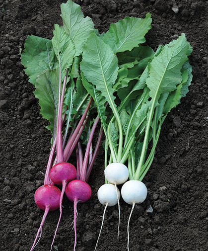 Freshly harvested and washed, red and white summer turnip varieties, lying side by side.