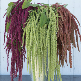 How to Grow Amaranthus