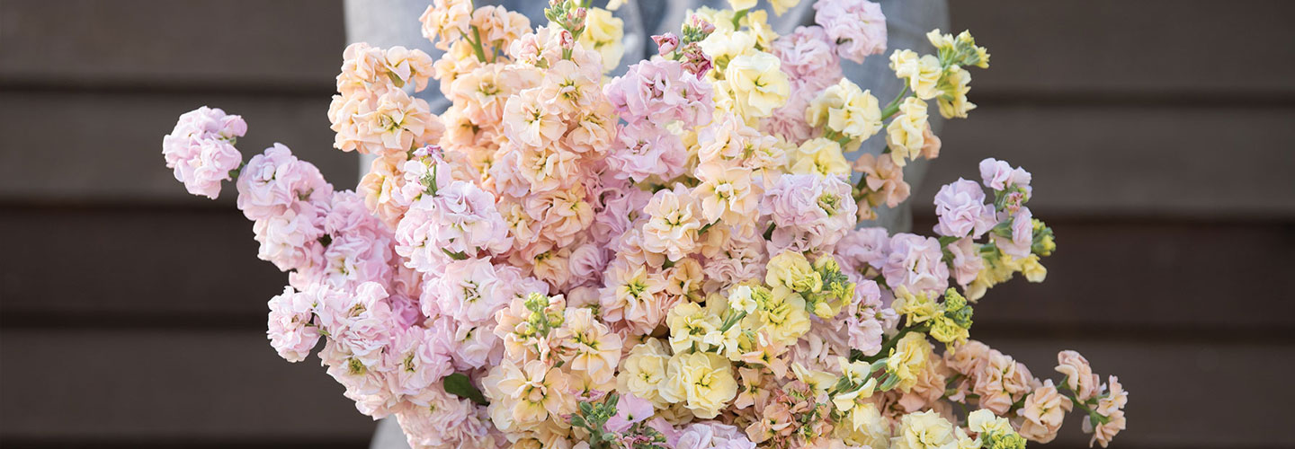 Bouquet of pastel colored flowers