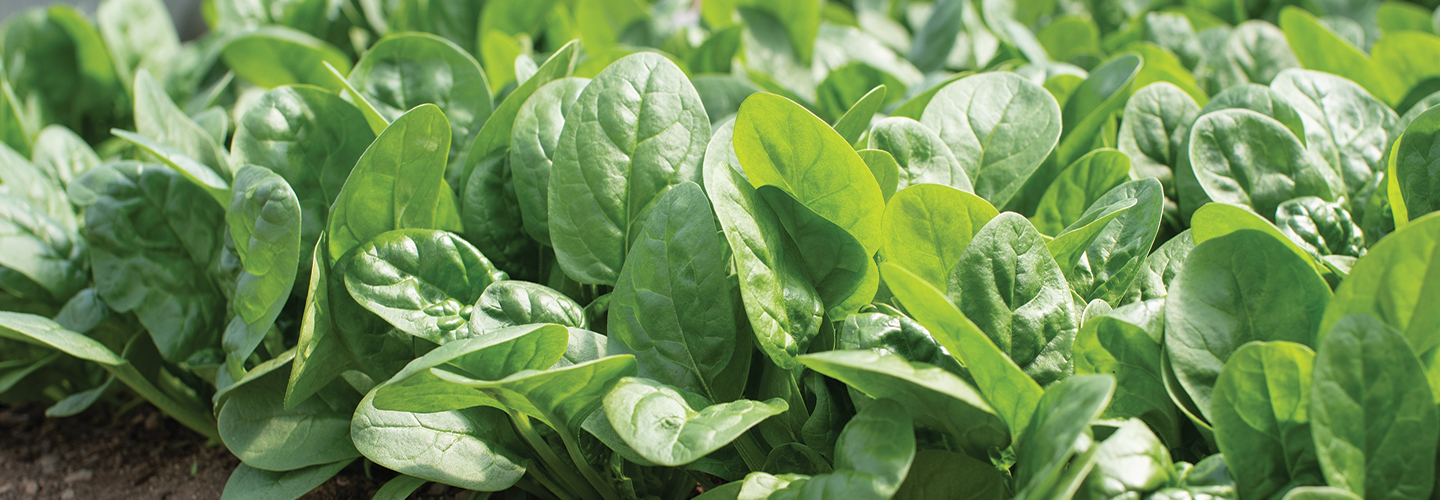 Johnny’s Selected Seeds Supporting Farms & Gardens Since 1973