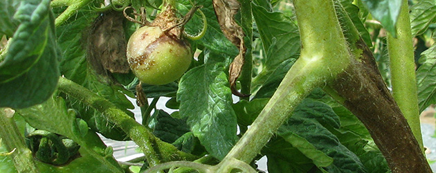 Late blight-infected tomato plant: leaves, stem, and fruit all affected