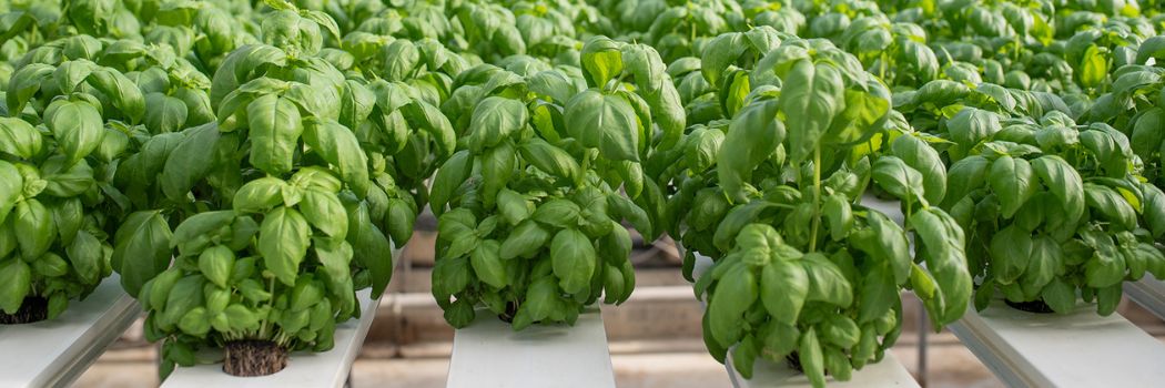 Hydroponic basil