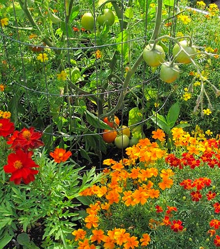 Lorene accompanies her tomato crops with plantings of marigolds