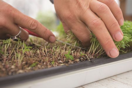 Harvesting Gem Marigold Microgreens