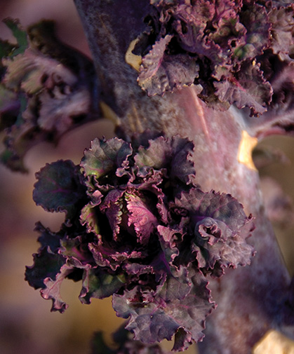 Close-up of stalk of developing Flower Sprouts; patience rewards the grower and diner!