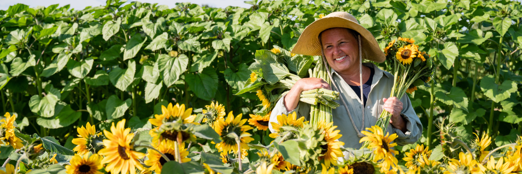 woman harvesting sunflowers