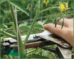 Tomato Trellis, Clips, & Twine