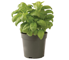 Container-grown Genovese Compact Improved Basil Plant