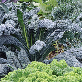 How to Grow Kale