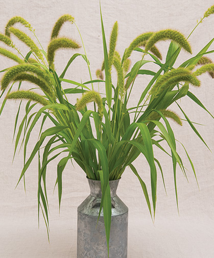 Mature stalks of foxtail millet, a tall, easy-to-grow ornamental grass with fluffy seed heads that attract wildlife to the landscape.