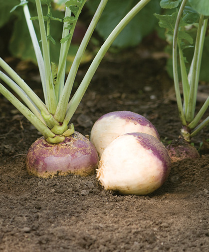 Freshly harvested rutabaga roots to demonstrate scale, alongside a rutabaga plant in the field.