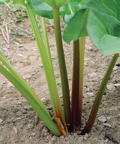 One-year rhubarb crowns can be planted in early spring, as soon as ground is workable, while roots remain dormant, before growth, or just as plants begin leafing out.