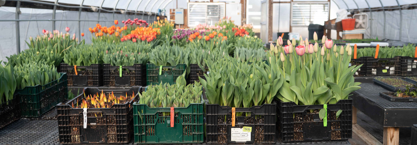 Forcing flower bulbs