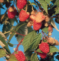 Caroline Raspberry Plants