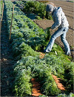 Fall Harvesting Carrots