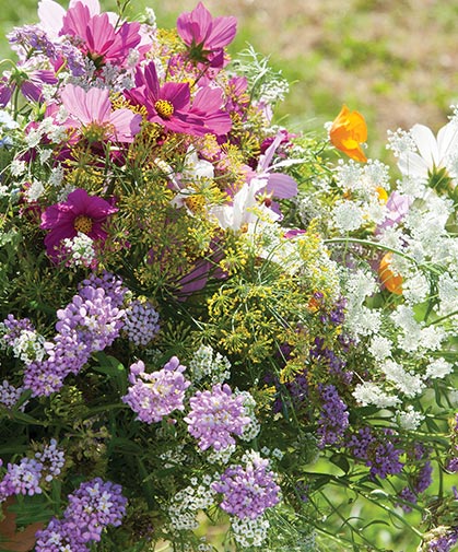 A planting of Beneficial Attractant Mix, with annual and perennial flowers that sustain a variety of beneficial insect species.