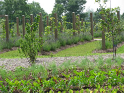 Young vines growing up a 3-wire trellis system