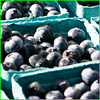 Reap Maximal Return on Protected Blueberries