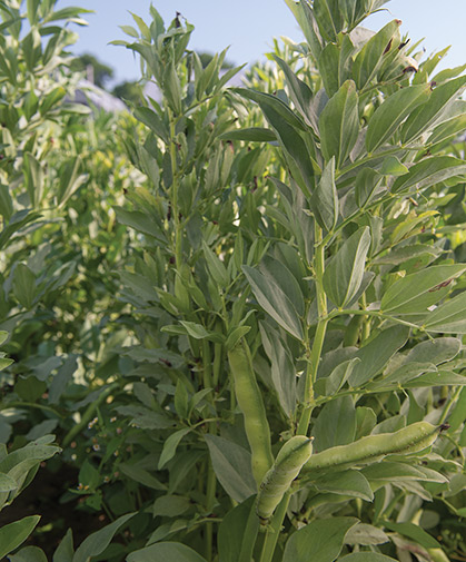 Classic English variety of fava bean plant, with bean pods ready for harvest.