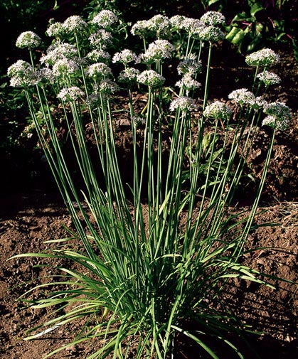 A clump of garlic chives, also known as Chinese leeks, in bloom in the garden.