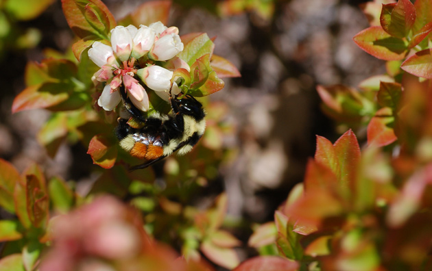 Orange-belted bumblebee pollinating Maine lowbush blueberry