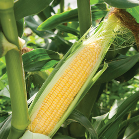 How to Grow Super Sweet Corn