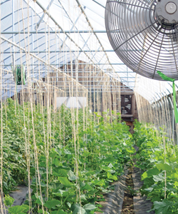 Greenhouse Cucumber Trial