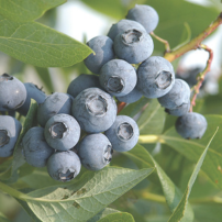 Blueberry Succession Planting Programs