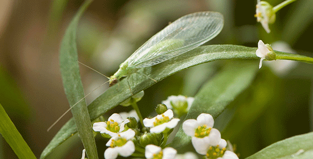 Biocontrols such as predacious lacewings are 1 of 5 key elements in an IPM strategy.