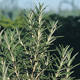How to Grow Rosemary from Seed