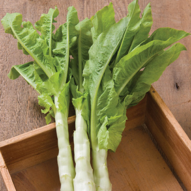 How to Grow Celtuce
