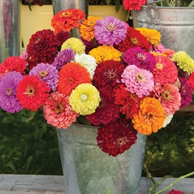 Zinnias
