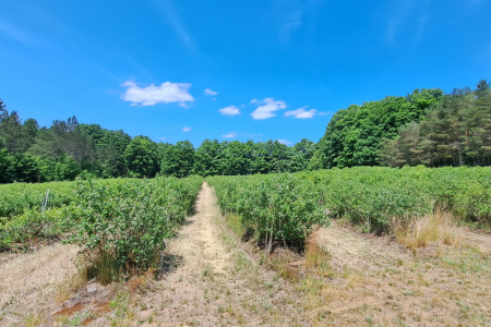 rows of highbush blueberry plants