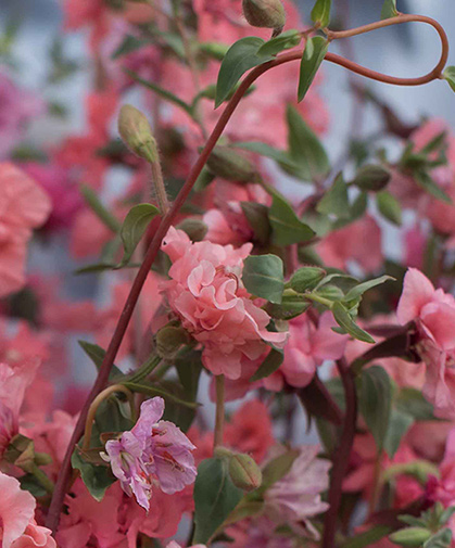 'Salmon,' an exquisite pink variety of Clarkia, a wildflower native to the Western U.S.