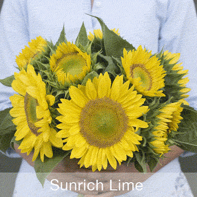 The Sunrich and ProCut Series are single-stem sunflower varieties suited to pros and beginners alike