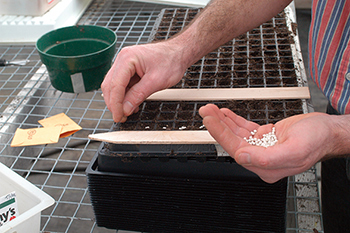 Pelleting lettuce seeds makes them easier to handle and sow, and in some cases, assists germination.