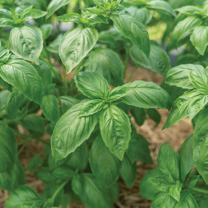 green basil plant