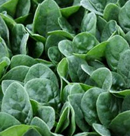 Seaside Spinach Seeds