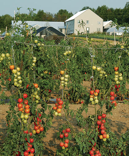A stand of indeterminate tomatoes being grown using a stake-&-wire trellis / hanging-string system.