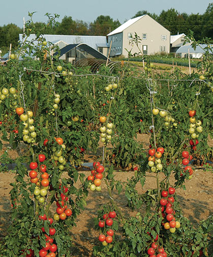 Growing Tomatoes from Seeds Johnny's Selected Seeds