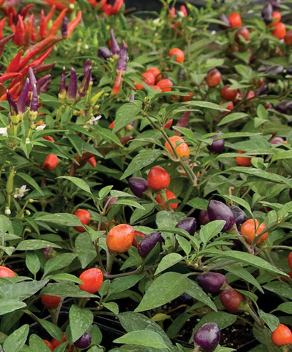 Ornamental peppers are both decorative, edible, and a practical choice for small growing spaces.